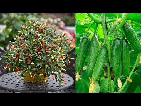 [EASY] How to Grow Chillies & Cucumbers in Pot | in Containers