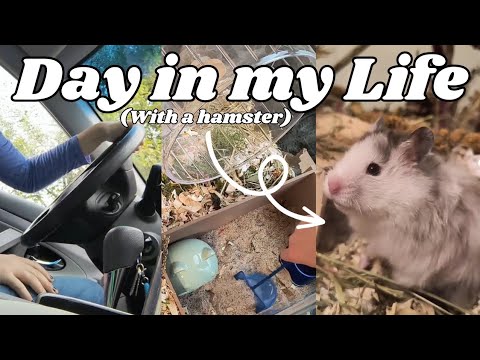 DAILY HAMSTER VLOG 🐹💫 // ditl of a hamster owner, daily hamster care, and more