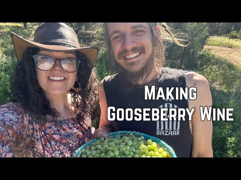 How to Make Gooseberry Wine from Foraged Berries: Step by Step Wine Making on the Homestead