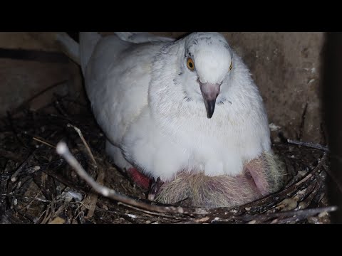 কবুতরের সকল সমস্যার সমাধান এক ওষুধে | One Medicine Is The Solution To All Pigeon Problems | Zoo