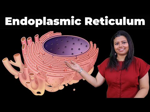 Endoplasmic Reticulum