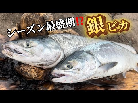 【北海道】【釣り】新規開拓！アキアジ（鮭）！最盛期突入⁉じゅっ釣～channel２周年！