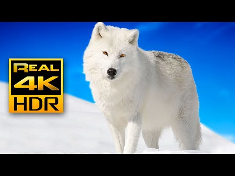 Majestic Winter Wildlife in 4K HDR 🐺❄️Arctic Wolves, Foxes and More | Relax Music 4K TV Screensaver