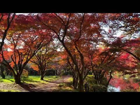 植物園の紅葉・朝（2024年12月6日）