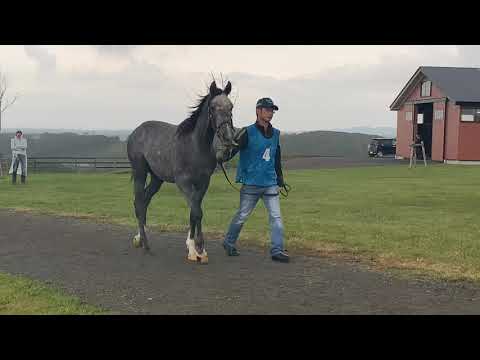 ノルマンディー募集馬見学ツアー2019