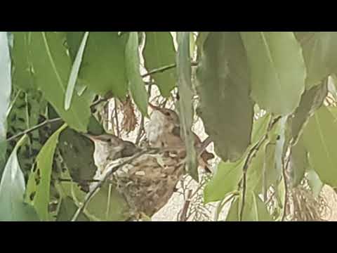 fledging hunmingbirds in their nest(10:30AM 12/21/2021)