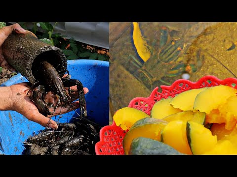 Big Crayfish Eat Pumpkin and fish, Growing Green Onion - Crayfish in a Natural Aquaponics System