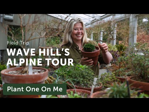 Wave Hill's ALPINE PLANT Tour — Ep. 370