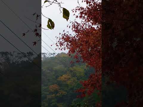 【癒し動画】熊本県菊池市  菊池溪谷  紅葉🍁  もみじ   #村下孝蔵   #shorts