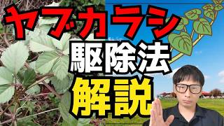 庭をダメにする危険な雑草ヤブガラシの駆除を除草剤で