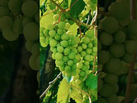 Grapes for a Healthy Heart Exploring the Amazing Benefits of Grape Antioxidants