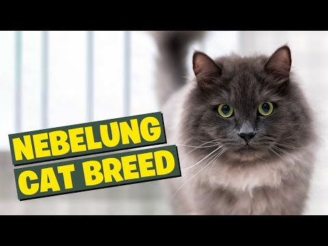 Nebelung Cat Breed 101-The Ultimate Breed Guide