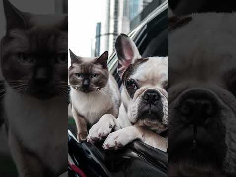 Car Ride Anxiety in Cats 🐈‍⬛ and Dogs 🐕 #cat # dog