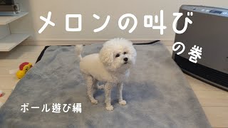 【愛犬メロンさん】【メロンちゃん】【ティーカッププードル】【羊カット】【メロン犬】