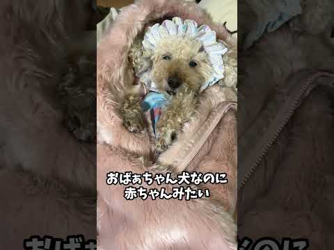 14歳老犬なのに赤ちゃんみたいな犬 #dog #トイプードル#shorts