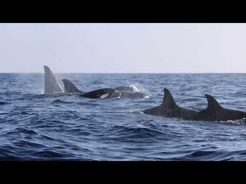 Eastern Tropical Pacific Killer Whales in San Diego at Sunset!