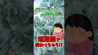 家庭菜園や農園の茎ブロッコリー栽培が短期間で収穫が終わるNG作業！３つのポイントに注意して長く収穫する茎ブロッコリーの育て方！【農家直伝】#shorts