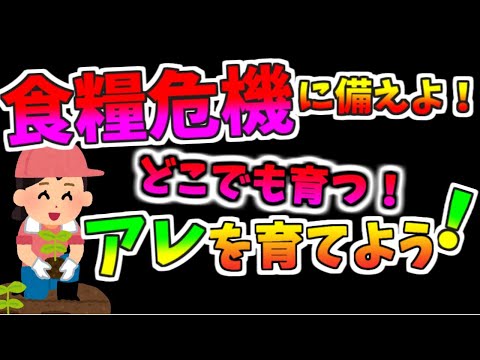 食糧危機に備えよ！どこでも作れるアレを育てよう！