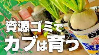 【容器栽培の決定版！】プランターいらずで特大サイズのカブ栽培方法|聖護院かぶの育て方