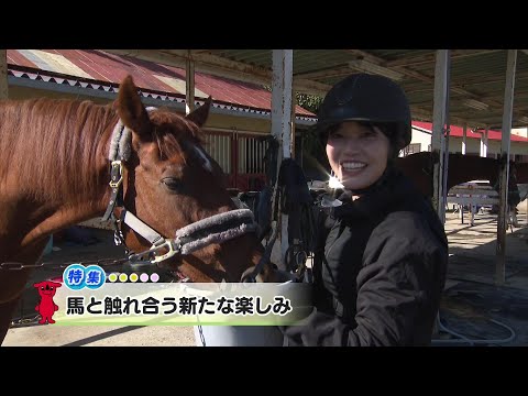 ウィークリー千葉県「馬と触れ合う新たな楽しみ」R6/11/30