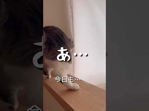 しっぽぶんぶんはご機嫌ナナメ？ #ねこ動画 #cat #ねこ #保護猫 #子どもと猫 #しっぽフリフリ #しっぽぶんぶん #ご機嫌ナナメ #ことねこくらし