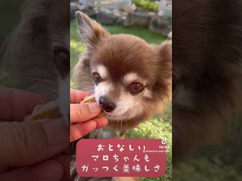 犬のおやつ 無添加 手づくり】おとなしいチワワのマロちゃんもガッつくおやつ🐶❤️🐶  #わんちゃんのいる生活 #チワワ #ヨーキー #犬のいる暮らし #わんこのいる暮らし #dog #わんこのいる生活