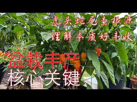 【渔耕笔记】盆栽种植 阳台菜园实现高产的核心关键 种菜小白也能成功 How to succeed in Container Gardening