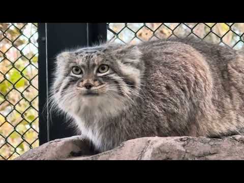 落ち葉🍂とオリーヴァちゃん　マヌルネコ　埼玉県こども動物自然公園　2024年12月21日