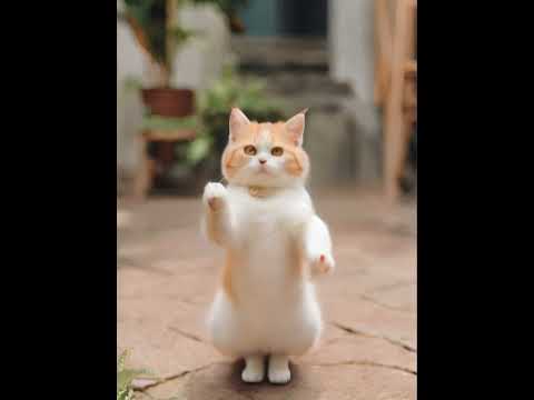 Crazy Cat Dancing ～😻❤️❤️ 很可愛的小貓咪#catdance #shorts #cats