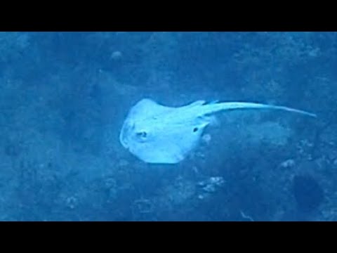 [真っ白いエイ] 世にも珍しいエイ‼ アルビノか? white sting ray in amed bali