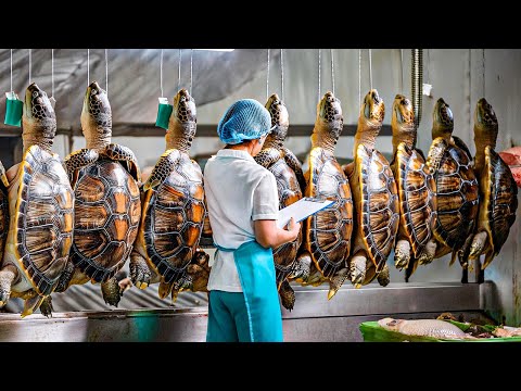 Turtles Farm - How Farmers Raise Millions of Soft-Shelled Turtles - Turtles Processing in Factory