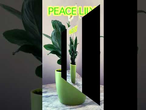 Top 5 Plants to grow in water|| monstera|| peace lily|| pothos|| Anthurium|| philodendron #shorts