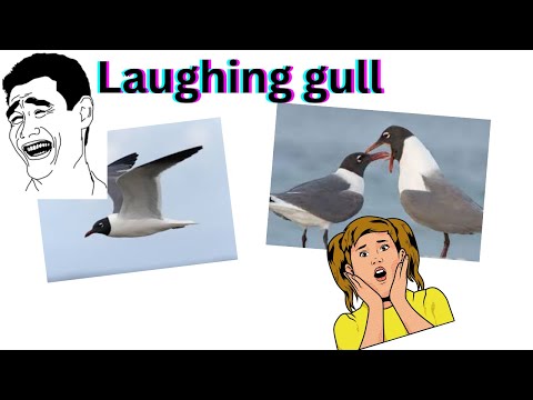 Laughing gull