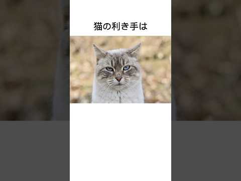 猫にまつわる雑学#雑学#豆知識#猫#cat