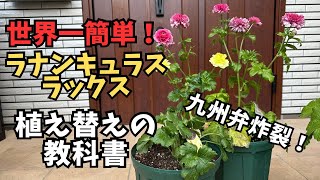 【簡単】買ってきてラナンキュラスラックスの植え替え方法！＃ラナンキュラスラックス