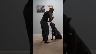 Training my Cane Corso 🐶❤️