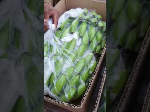 Cavendish Banana Export Packing