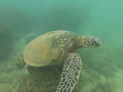 Partie 1 rencontre avec les tortues de polynésie