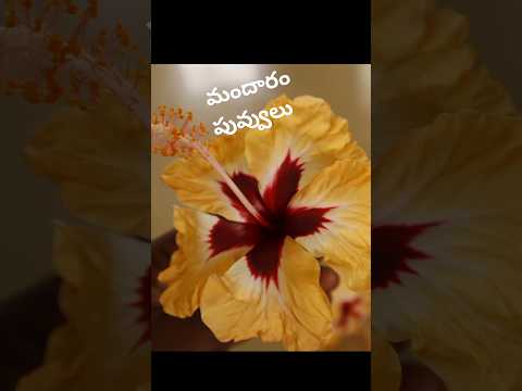 ఈ రోజు మా పెరట్లో కాసిన మందారం పువ్వులు ❤️ #flowers #nature #shorts #vlog #trending #viralvideo