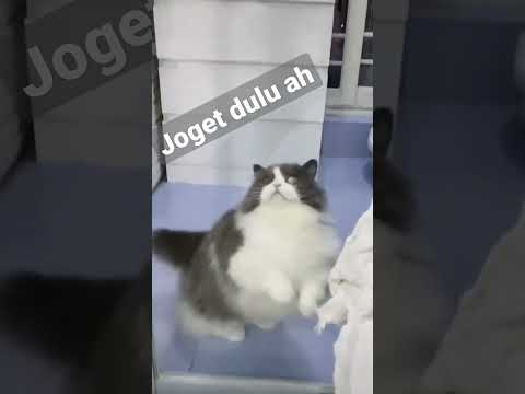 Kucing Lucu Joget Tiktok