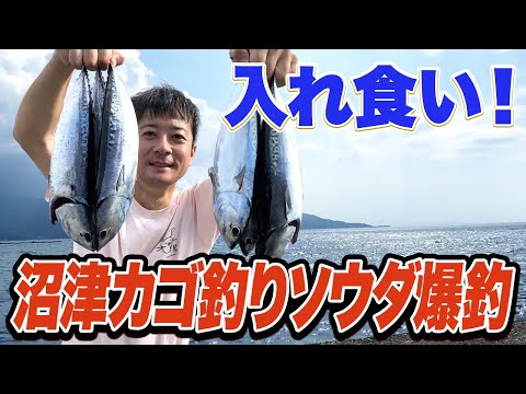 【沼津カゴ釣り】西伊豆は遠投カゴ釣りでソウダ祭り！飽きるほど釣れる！