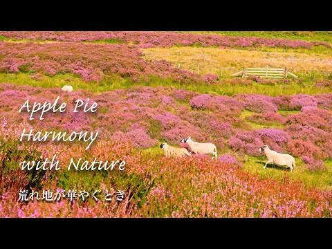 Scotland countryside vlog|Hills of Flowering Heather|Apple Pie Recipe UK|Fruits picking