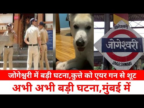 जोगेश्वरी ओशिवारा में कुत्ते को एयर गन से शूट किया|Jogeshwari Breaking news|Dog lover|Animal Cruelty