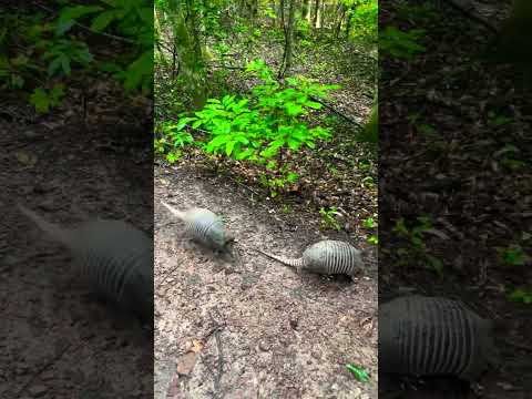 Cutest Armadillos ￼Ever - They’re Curious and then they Freak Out