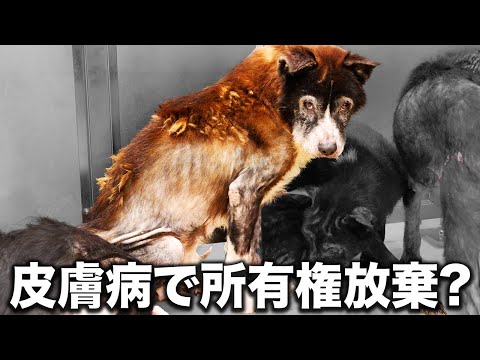 【犬多すぎ！】重度の皮膚病で愛護センターに保護された犬が悲し過ぎて人間を見てくる目が悲しすぎる