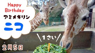 【福岡市動物園】アミメキリン「ニコ」が1歳になりました！