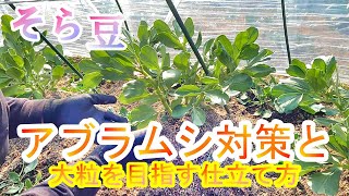 そら豆栽培　アブラ虫の生態を利用し対策　大粒を目指す仕立て方