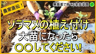 【そら豆栽培】大苗になった時の対処法とアブラムシ対策【有機農家直伝！無農薬で育てる家庭菜園】　23/11/9