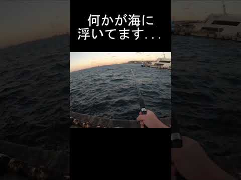 海にとんでもない物が...