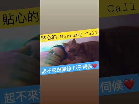 #喵星人 #morning #call #shorts